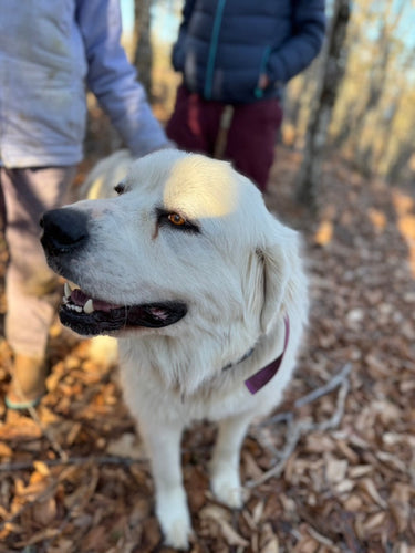 Say Hello to Snowball!