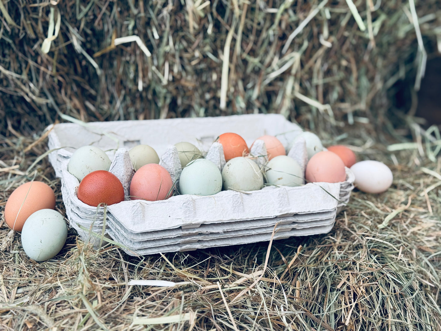 Four Dozen Low-PUFA Farm Fresh Eggs